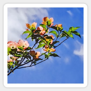 Pink Dogwood Against the Sky Sticker